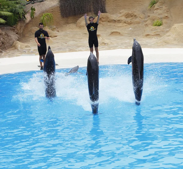 Espectáculo de delfines — Foto de Stock