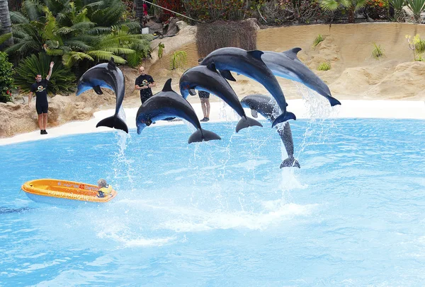 Dolphin Show — Stock Photo, Image