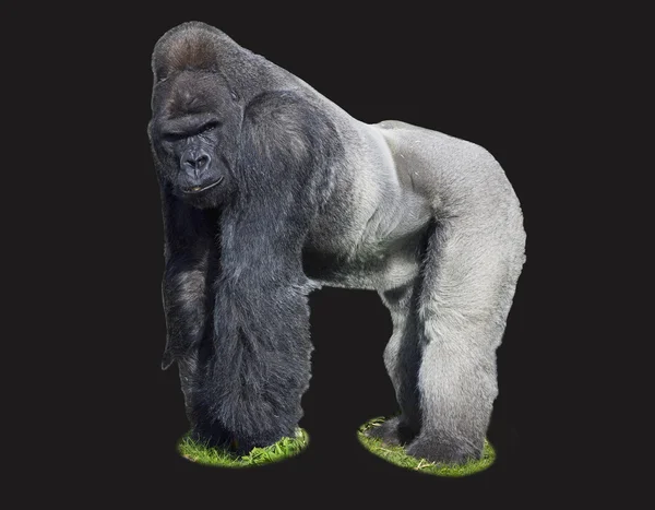 Un mâle argenté Gorille des basses terres de l'ouest — Photo