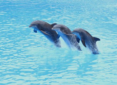 Üç şişe burunlu yunuslar, tursiops truncatus