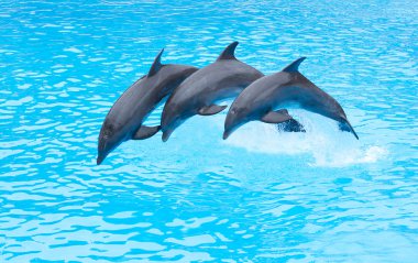 Üç şişe burunlu yunuslar, tursiops truncatus