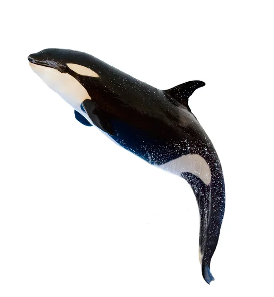 Una ballena asesina, Orcinus Orca — Foto de Stock