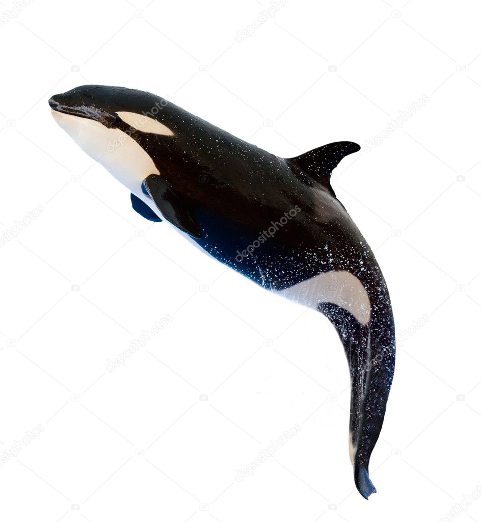 A killer whale, Orcinus Orca