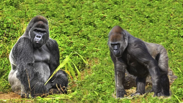 Férfi silverback gorilla, a fiatal család tag — Stock Fotó