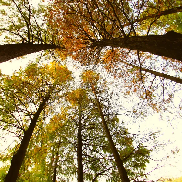 Árvores e o céu — Fotografia de Stock