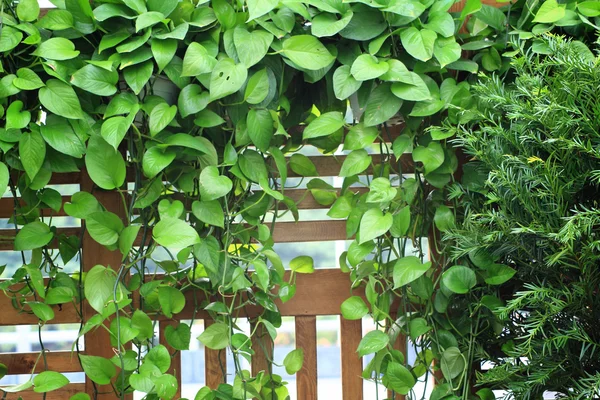 Стена растений — стоковое фото