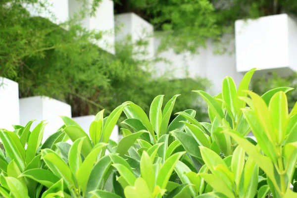 Wand aus Pflanzen — Stockfoto