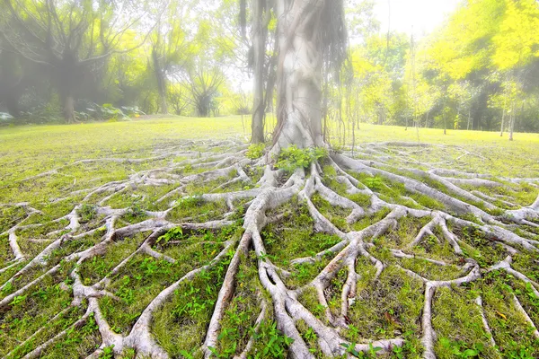 Raízes de árvores — Fotografia de Stock