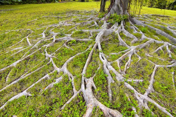 Tree root — Stock Photo, Image