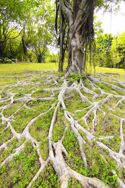 Tree root — Stock Photo, Image