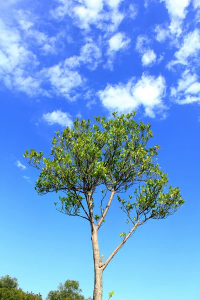 Parc avec de jeunes arbres — Photo