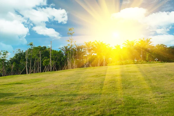 Coucher de soleil lumineux sur le champ vert — Photo