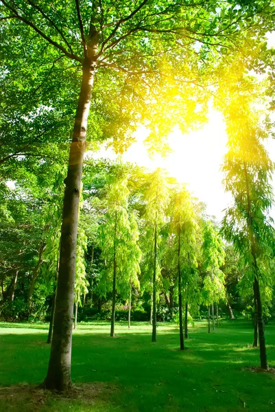 Bomen en gras — Stockfoto