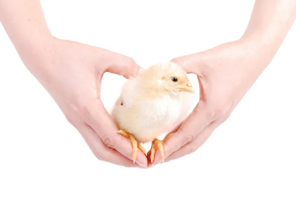 Hand som håller en kyckling — Stockfoto