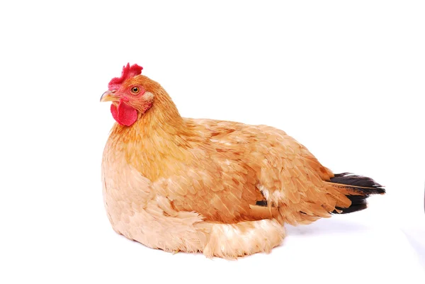 Une poule isolée sur fond blanc — Photo