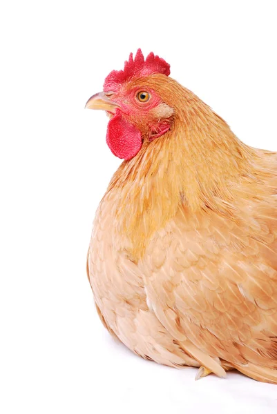 Une poule isolée sur fond blanc — Photo