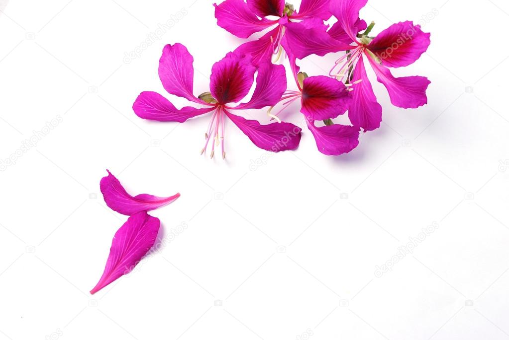 Hong Kong Orchid blossoms isolated