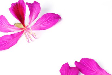 izole hong kong orkide çiçeği