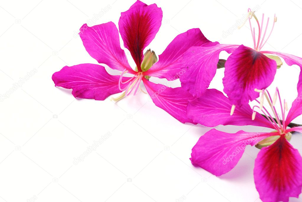 Hong Kong Orchid blossoms isolated