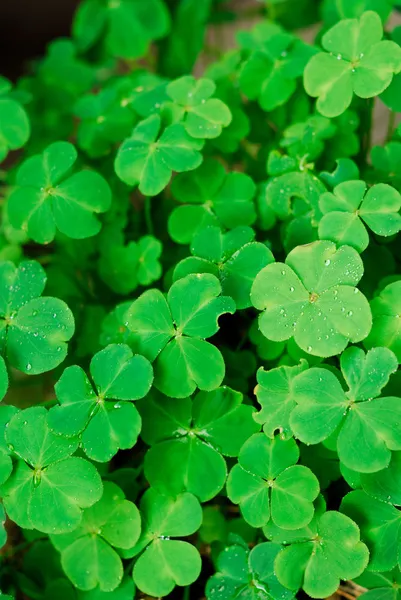 Clover field — Stock Photo, Image