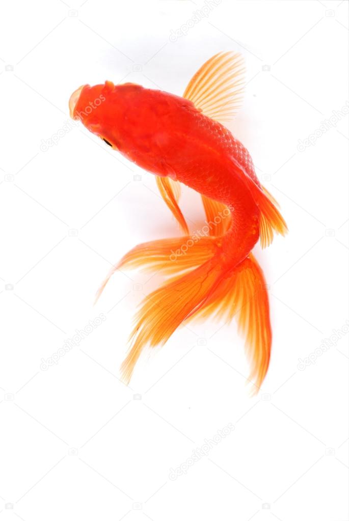 Goldfish