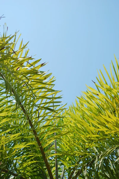 Isolated from palm leaves — Stock Photo, Image