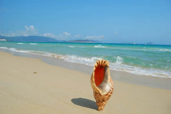 A conch shell on an exotic beach — Stock Photo, Image