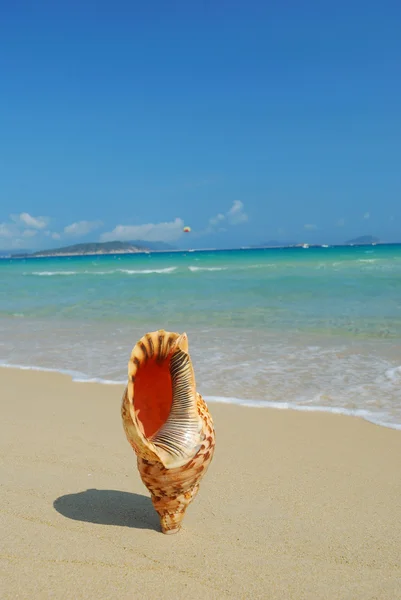 エキゾチックなビーチの巻き貝の殻 — ストック写真