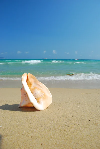 A conch shell on an exotic beach — Stock Photo, Image