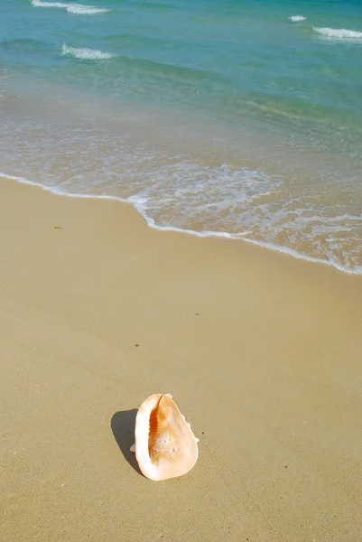 Ένα κέλυφος κόγχη σε μια εξωτική παραλία — Φωτογραφία Αρχείου