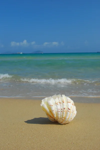 A conch shell on an exotic beach — Stock Photo, Image