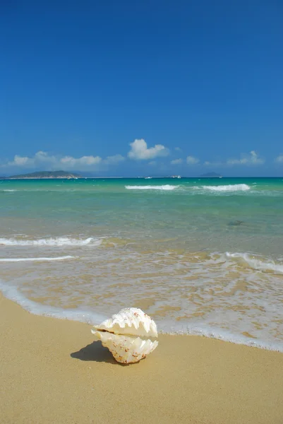 Kagyló héj egy egzotikus Beach — Stock Fotó