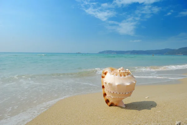 エキゾチックなビーチの巻き貝の殻 — ストック写真