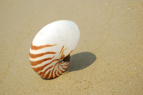 A conch shell on an exotic beach — Stock Photo, Image