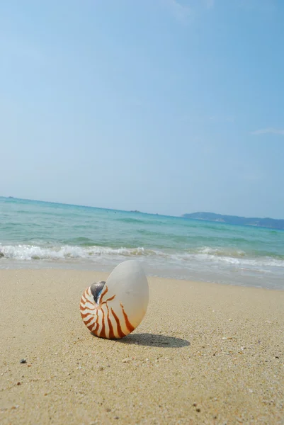A conch shell on an exotic beach — Stock Photo, Image
