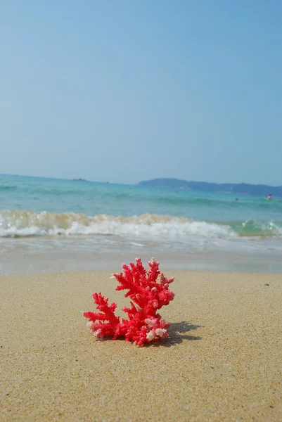 Bir deniz kabuğu kabuk egzotik Plajı — Stok fotoğraf