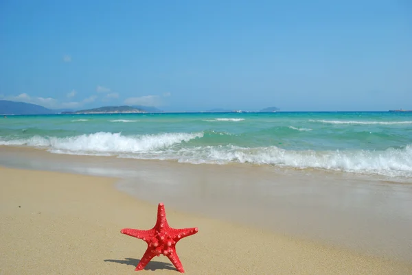 Starfish — Stock Photo, Image