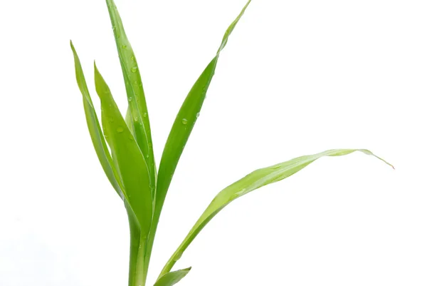 Lucky bamboo — Stock Photo, Image