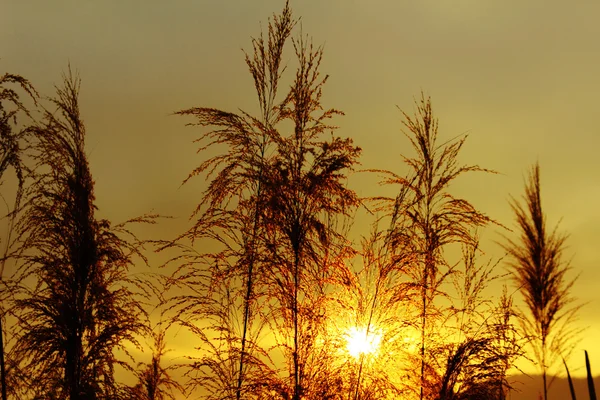 Säv mot solljus över himlen — Stockfoto