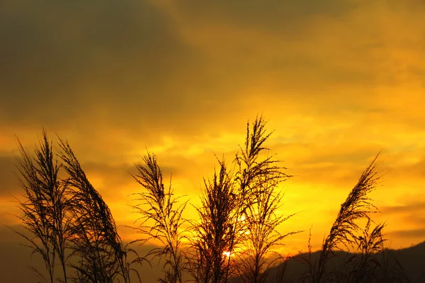 Το bulrushes κατά το φως του ήλιου πάνω από ουρανό — Φωτογραφία Αρχείου