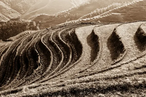 水稻梯田 — 图库照片