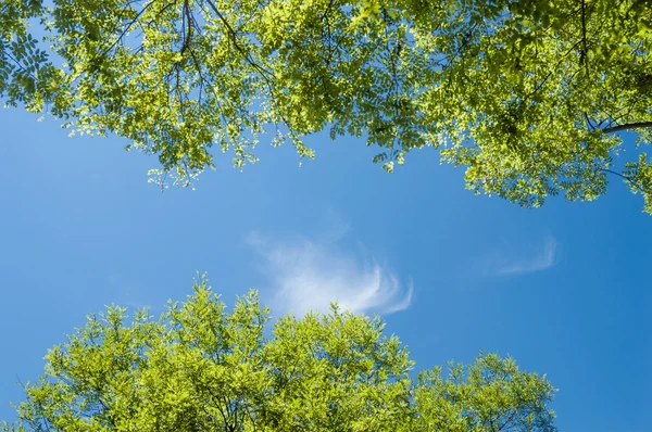Leaf in sky — Stock Photo, Image