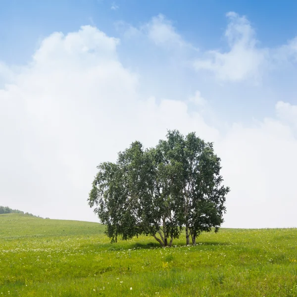 çimenli yalnız ağacı