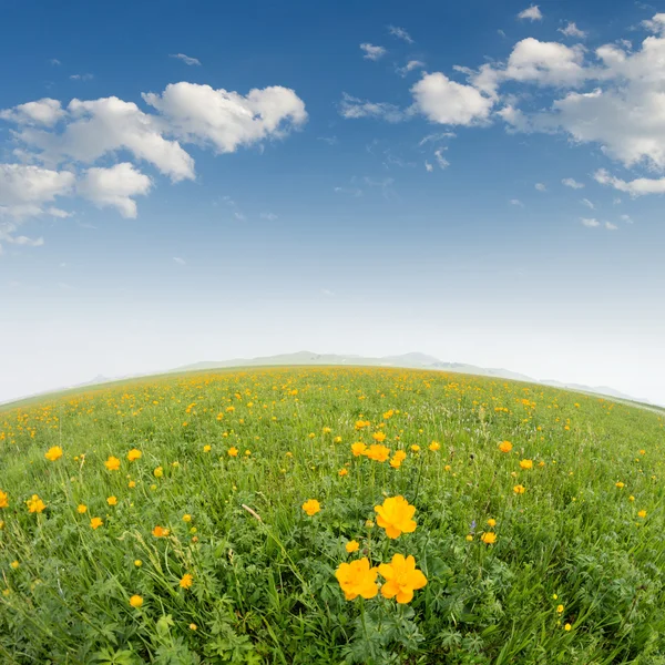 Bright grass — Stock Photo, Image