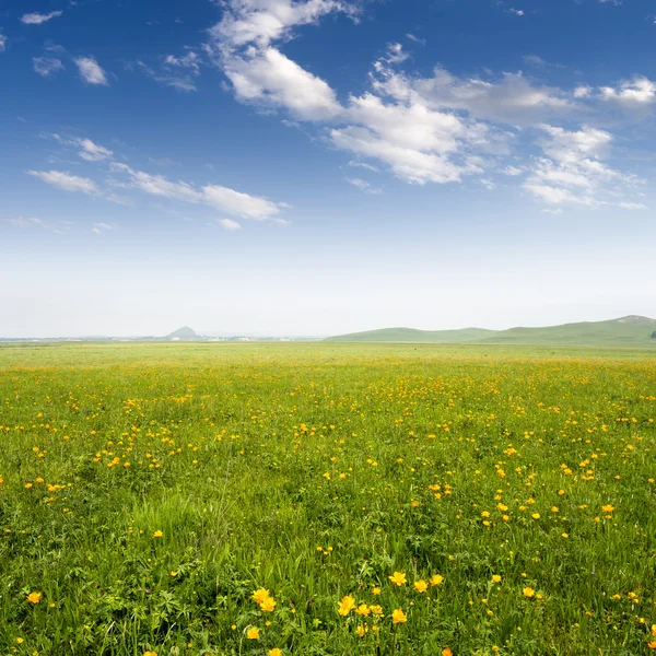 Parlak çimen — Stok fotoğraf