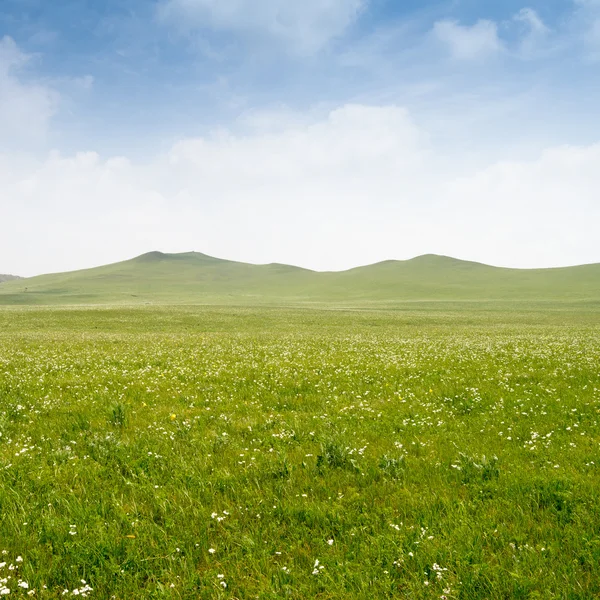 Jasne trawa — Zdjęcie stockowe