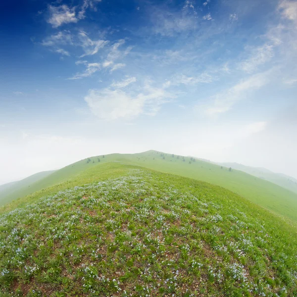 Summer grass field — Stock Photo, Image