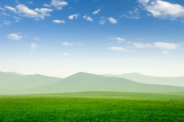 Summer grass field — Stock Photo, Image