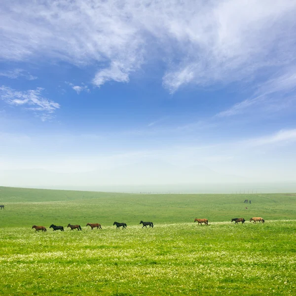 Cavalo nas pastagens — Fotografia de Stock