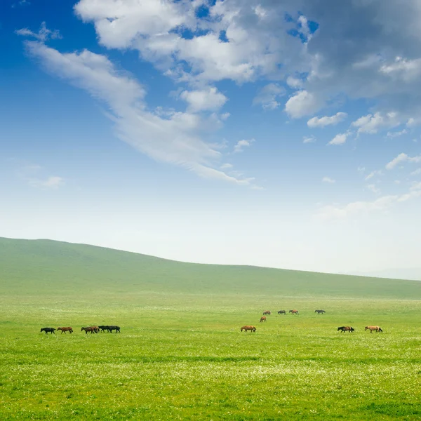 Paard op de grasland — Stockfoto